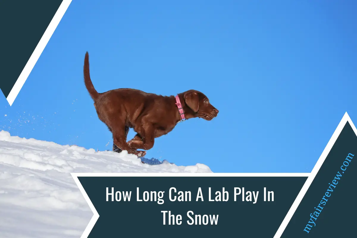 How Long Can A Lab Play In The Snow