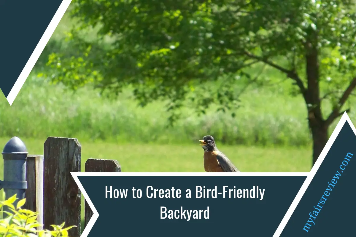 How to Create a Bird-Friendly Backyard