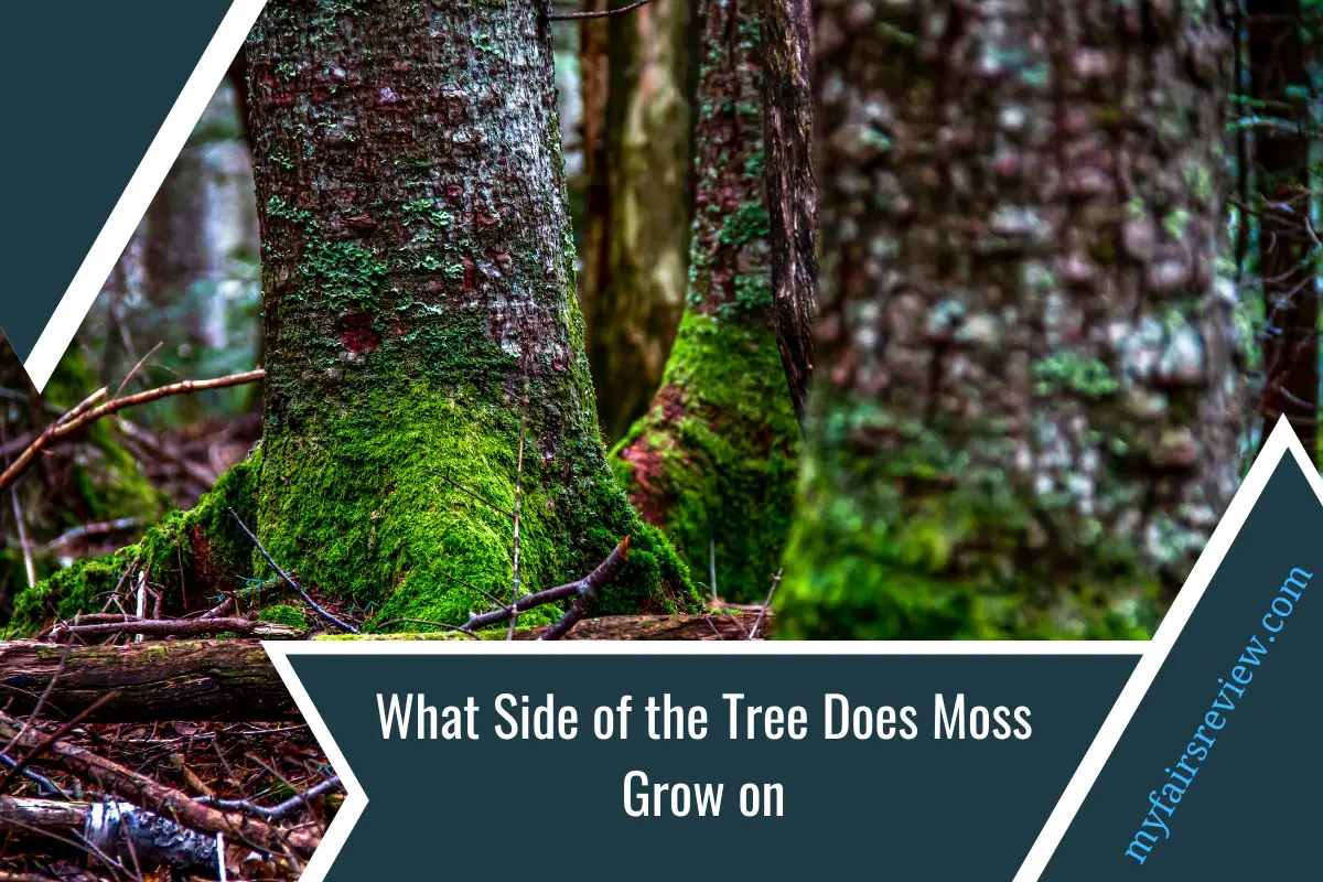 What Side of the Tree Does Moss Grow on